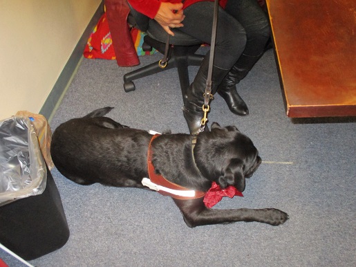 Bronxie the guide dog